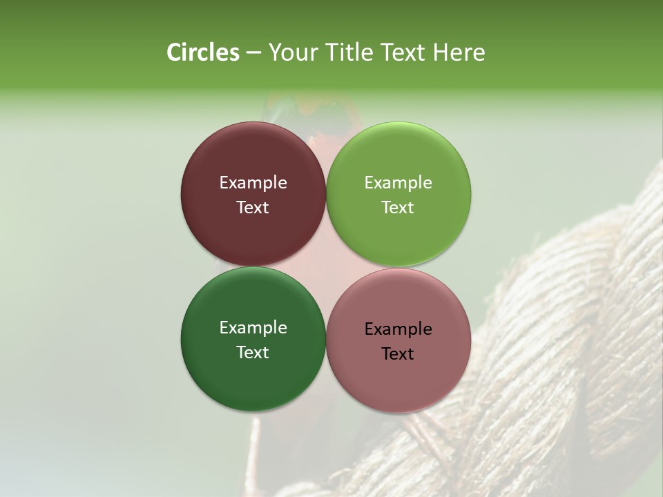 The Male Red Cardinal Or Madagascar Fody (Foudia Madagascariensis), Pictured In The Seychelles Where It Is Common. PowerPoint Template