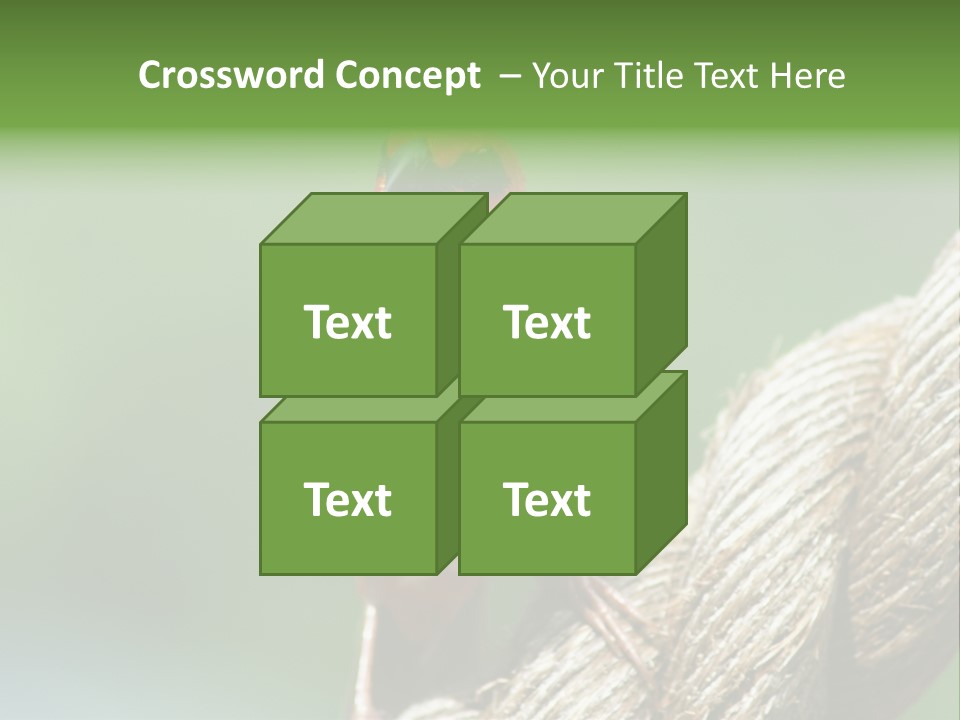 The Male Red Cardinal Or Madagascar Fody (Foudia Madagascariensis), Pictured In The Seychelles Where It Is Common. PowerPoint Template
