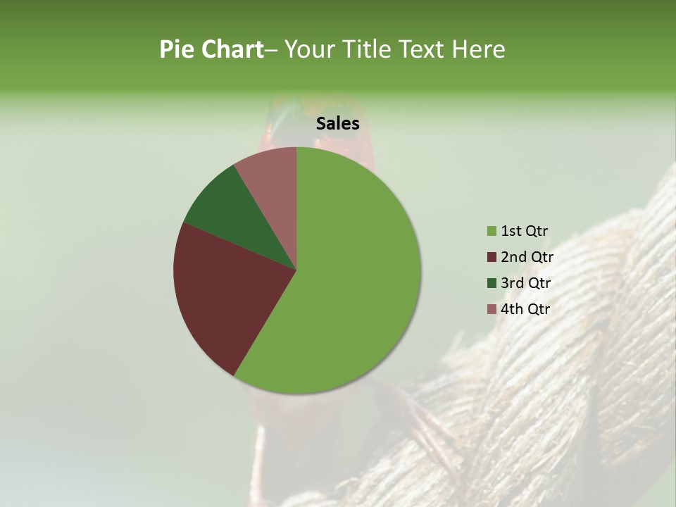 The Male Red Cardinal Or Madagascar Fody (Foudia Madagascariensis), Pictured In The Seychelles Where It Is Common. PowerPoint Template