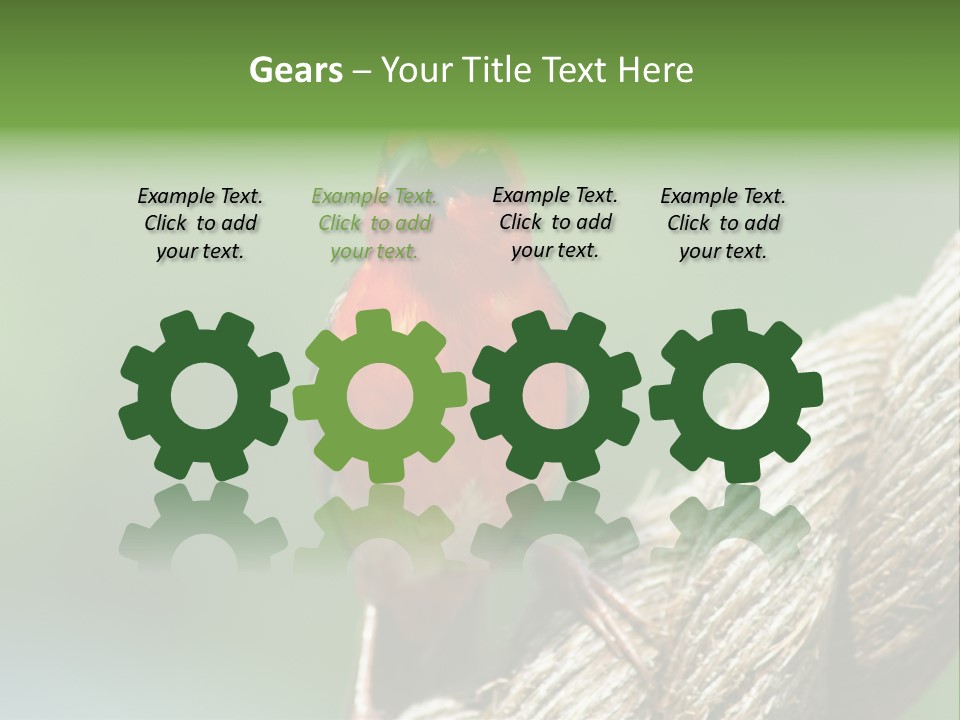 The Male Red Cardinal Or Madagascar Fody (Foudia Madagascariensis), Pictured In The Seychelles Where It Is Common. PowerPoint Template