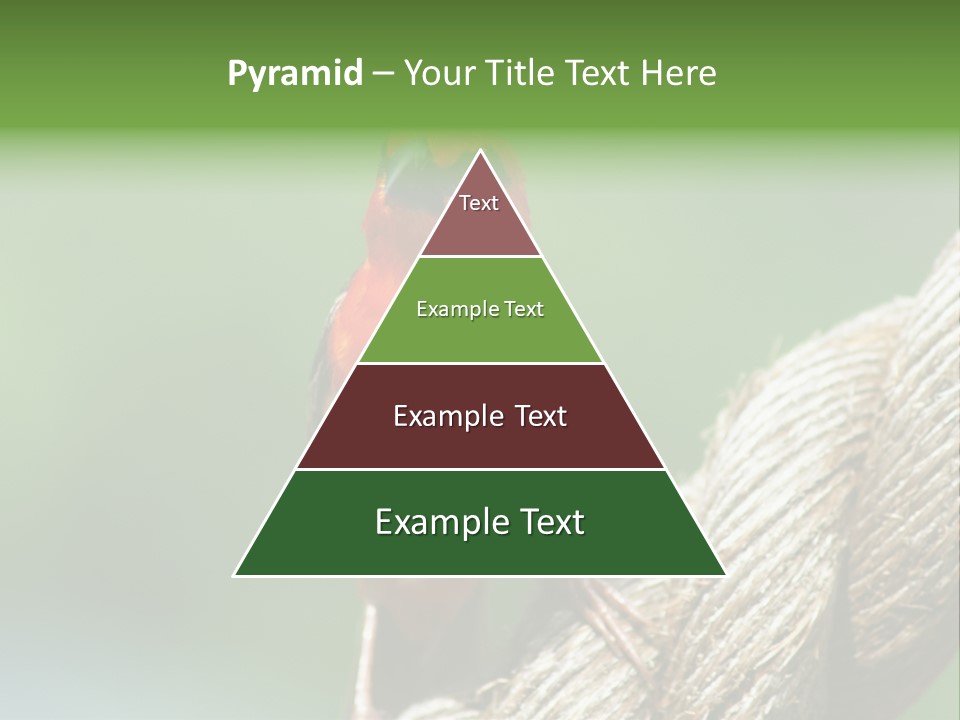 The Male Red Cardinal Or Madagascar Fody (Foudia Madagascariensis), Pictured In The Seychelles Where It Is Common. PowerPoint Template