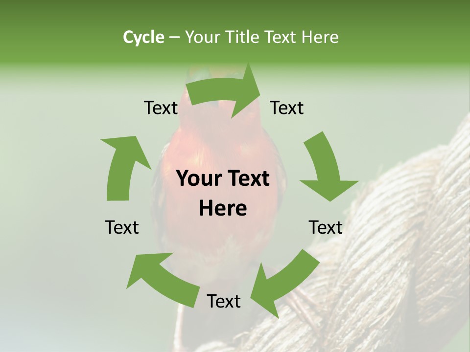 The Male Red Cardinal Or Madagascar Fody (Foudia Madagascariensis), Pictured In The Seychelles Where It Is Common. PowerPoint Template