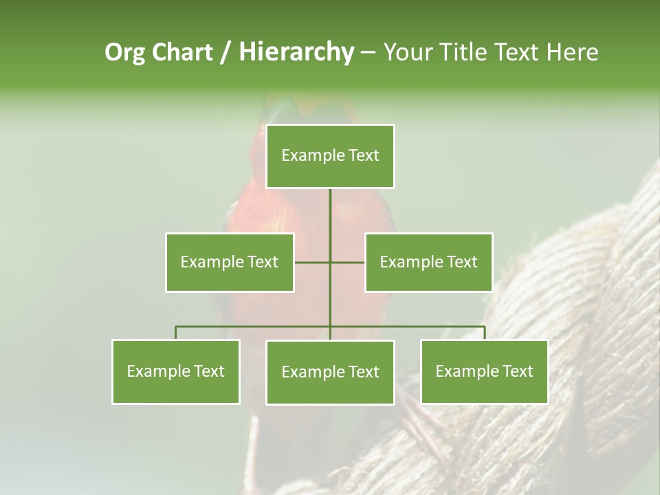 The Male Red Cardinal Or Madagascar Fody (Foudia Madagascariensis), Pictured In The Seychelles Where It Is Common. PowerPoint Template