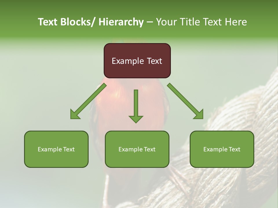 The Male Red Cardinal Or Madagascar Fody (Foudia Madagascariensis), Pictured In The Seychelles Where It Is Common. PowerPoint Template