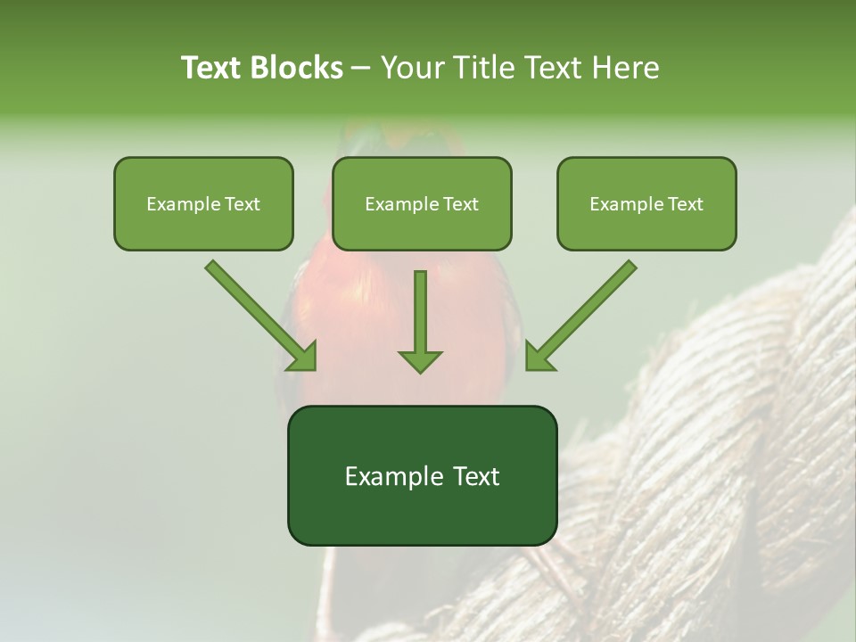 The Male Red Cardinal Or Madagascar Fody (Foudia Madagascariensis), Pictured In The Seychelles Where It Is Common. PowerPoint Template