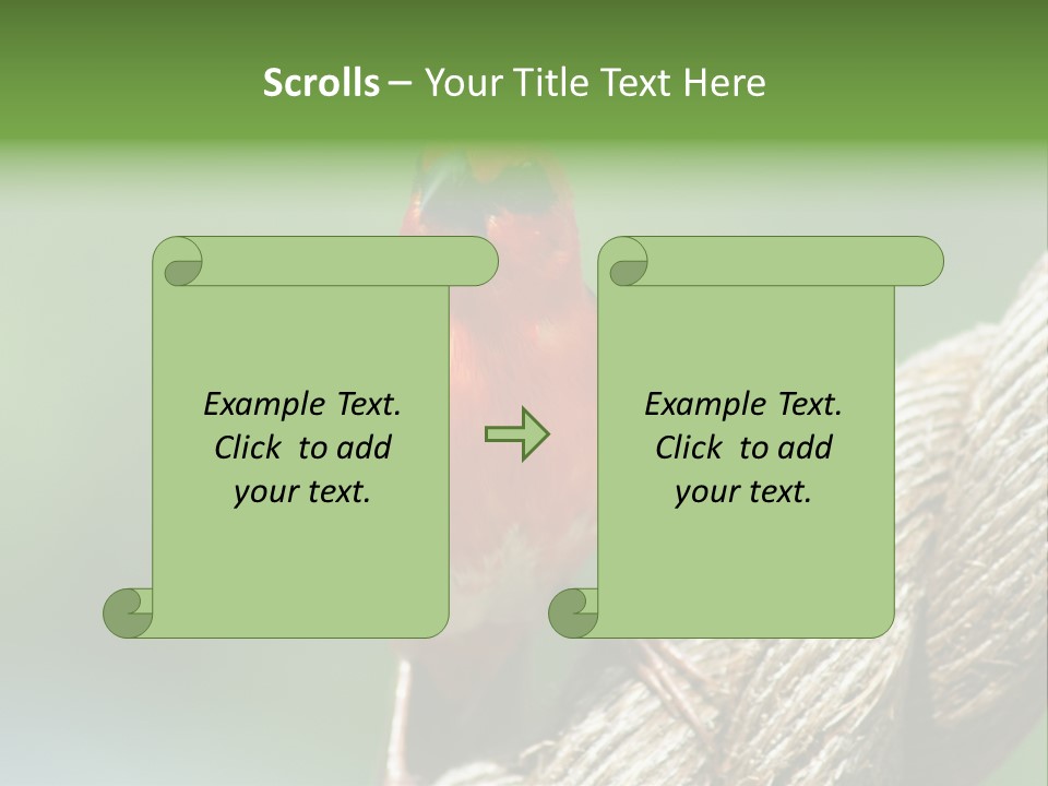 The Male Red Cardinal Or Madagascar Fody (Foudia Madagascariensis), Pictured In The Seychelles Where It Is Common. PowerPoint Template
