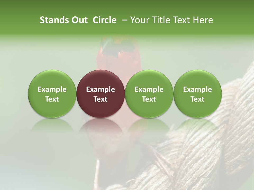 The Male Red Cardinal Or Madagascar Fody (Foudia Madagascariensis), Pictured In The Seychelles Where It Is Common. PowerPoint Template