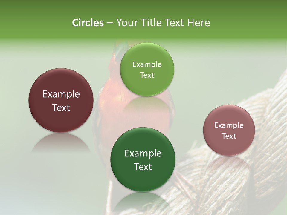 The Male Red Cardinal Or Madagascar Fody (Foudia Madagascariensis), Pictured In The Seychelles Where It Is Common. PowerPoint Template