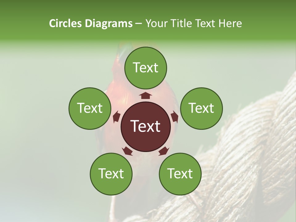 The Male Red Cardinal Or Madagascar Fody (Foudia Madagascariensis), Pictured In The Seychelles Where It Is Common. PowerPoint Template