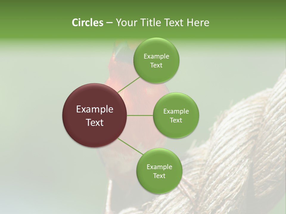 The Male Red Cardinal Or Madagascar Fody (Foudia Madagascariensis), Pictured In The Seychelles Where It Is Common. PowerPoint Template