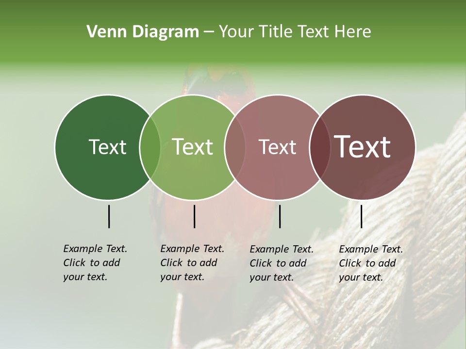 The Male Red Cardinal Or Madagascar Fody (Foudia Madagascariensis), Pictured In The Seychelles Where It Is Common. PowerPoint Template