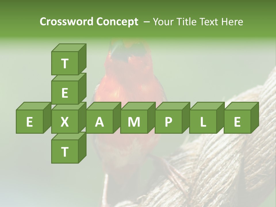 The Male Red Cardinal Or Madagascar Fody (Foudia Madagascariensis), Pictured In The Seychelles Where It Is Common. PowerPoint Template