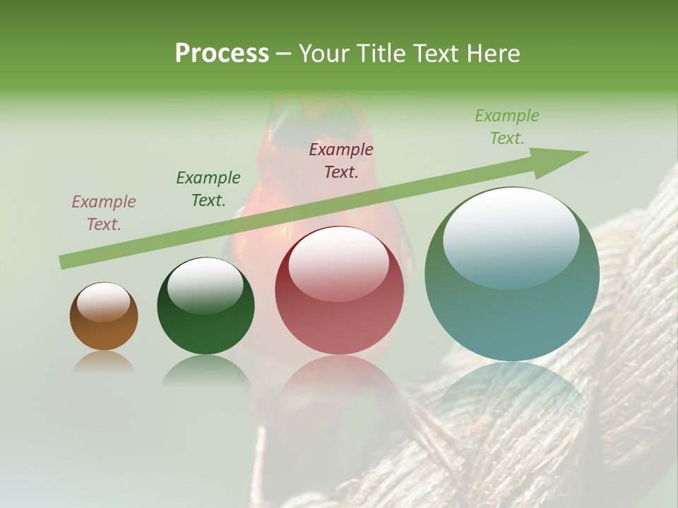 The Male Red Cardinal Or Madagascar Fody (Foudia Madagascariensis), Pictured In The Seychelles Where It Is Common. PowerPoint Template