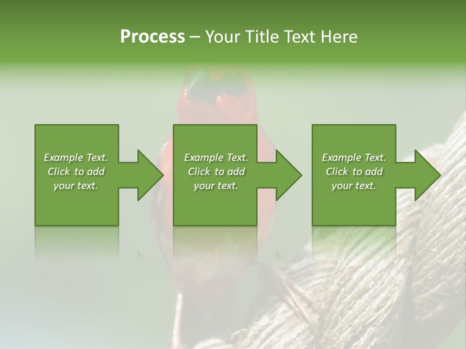The Male Red Cardinal Or Madagascar Fody (Foudia Madagascariensis), Pictured In The Seychelles Where It Is Common. PowerPoint Template
