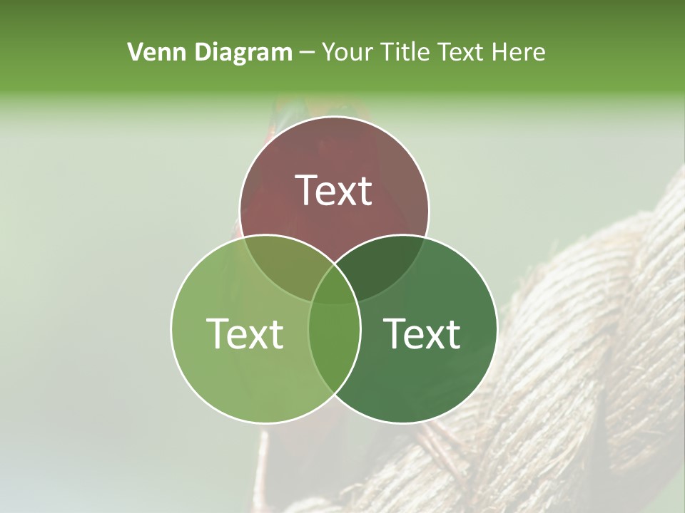 The Male Red Cardinal Or Madagascar Fody (Foudia Madagascariensis), Pictured In The Seychelles Where It Is Common. PowerPoint Template