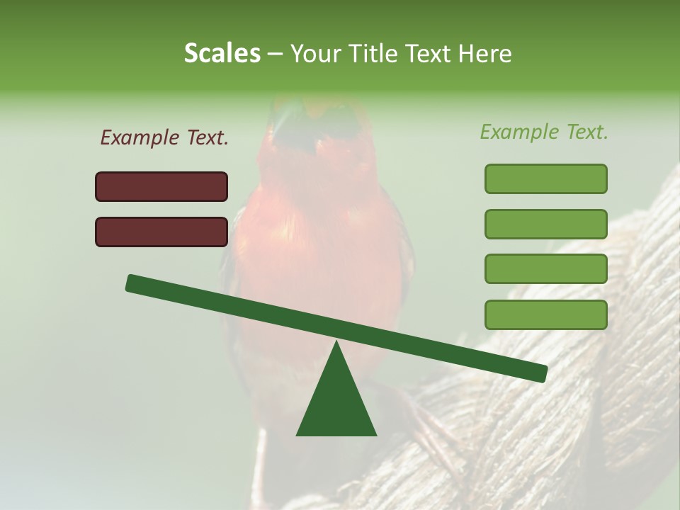 The Male Red Cardinal Or Madagascar Fody (Foudia Madagascariensis), Pictured In The Seychelles Where It Is Common. PowerPoint Template