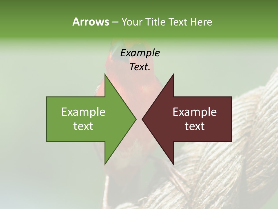 The Male Red Cardinal Or Madagascar Fody (Foudia Madagascariensis), Pictured In The Seychelles Where It Is Common. PowerPoint Template