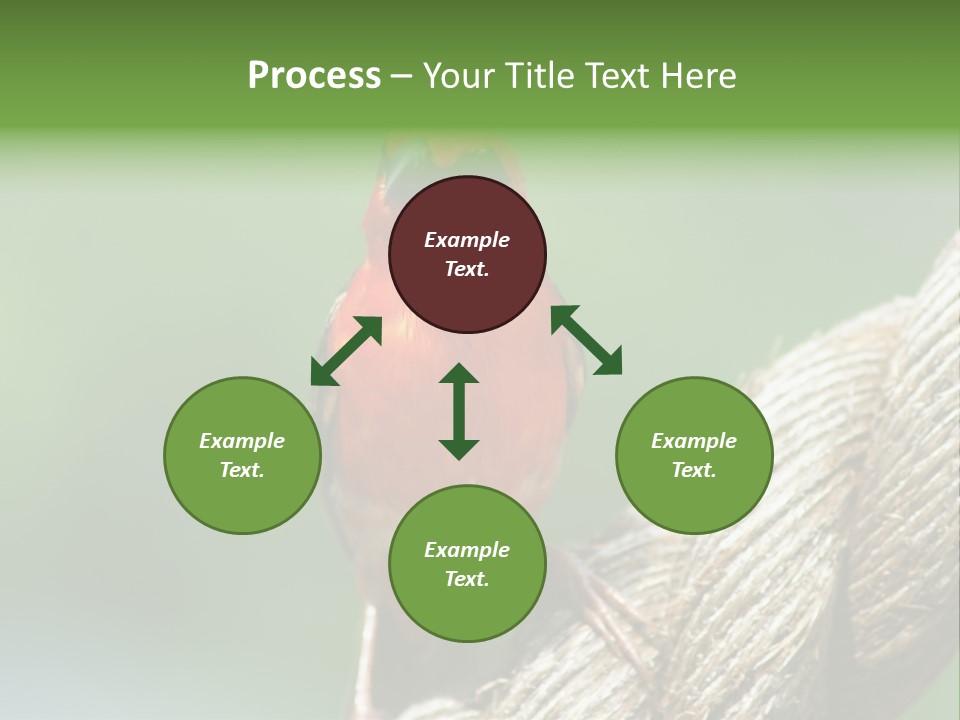 The Male Red Cardinal Or Madagascar Fody (Foudia Madagascariensis), Pictured In The Seychelles Where It Is Common. PowerPoint Template