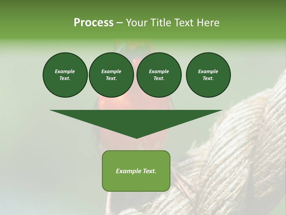 The Male Red Cardinal Or Madagascar Fody (Foudia Madagascariensis), Pictured In The Seychelles Where It Is Common. PowerPoint Template