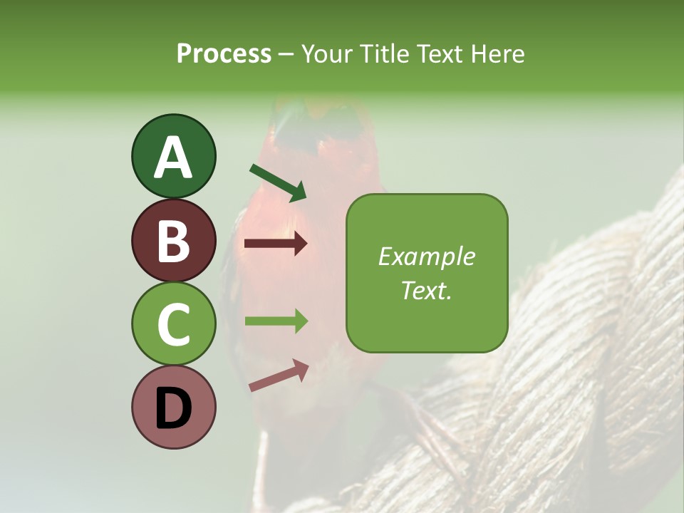 The Male Red Cardinal Or Madagascar Fody (Foudia Madagascariensis), Pictured In The Seychelles Where It Is Common. PowerPoint Template