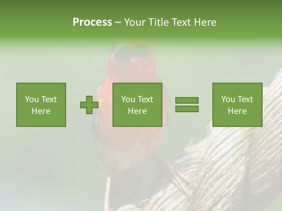 The Male Red Cardinal Or Madagascar Fody (Foudia Madagascariensis), Pictured In The Seychelles Where It Is Common. PowerPoint Template