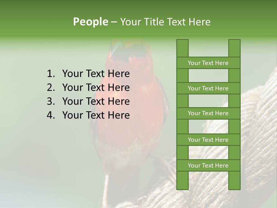 The Male Red Cardinal Or Madagascar Fody (Foudia Madagascariensis), Pictured In The Seychelles Where It Is Common. PowerPoint Template