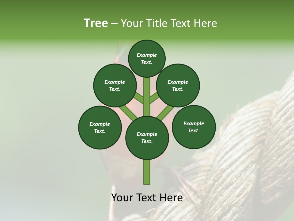 The Male Red Cardinal Or Madagascar Fody (Foudia Madagascariensis), Pictured In The Seychelles Where It Is Common. PowerPoint Template