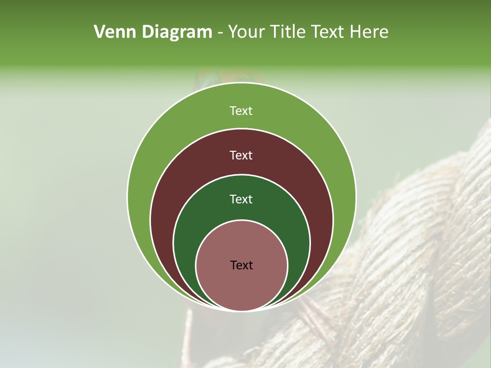 The Male Red Cardinal Or Madagascar Fody (Foudia Madagascariensis), Pictured In The Seychelles Where It Is Common. PowerPoint Template