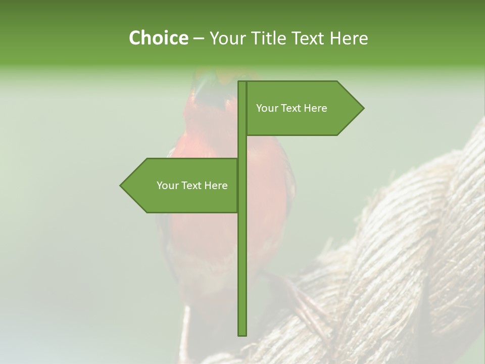 The Male Red Cardinal Or Madagascar Fody (Foudia Madagascariensis), Pictured In The Seychelles Where It Is Common. PowerPoint Template