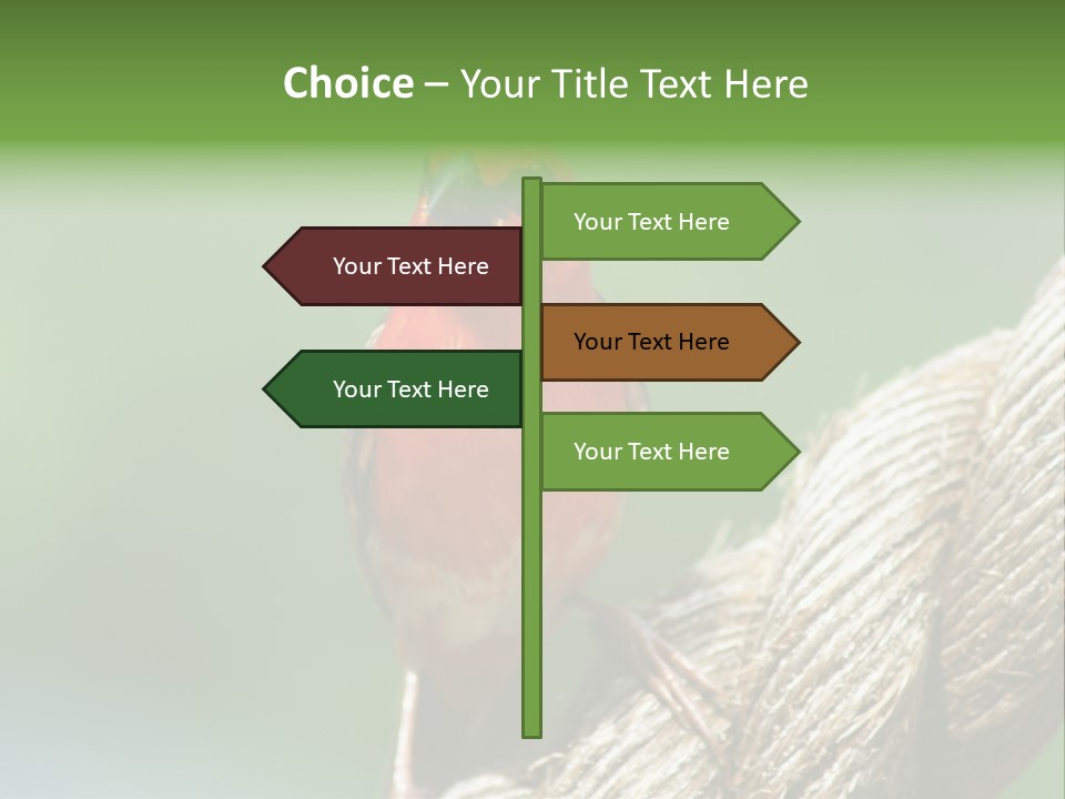 The Male Red Cardinal Or Madagascar Fody (Foudia Madagascariensis), Pictured In The Seychelles Where It Is Common. PowerPoint Template