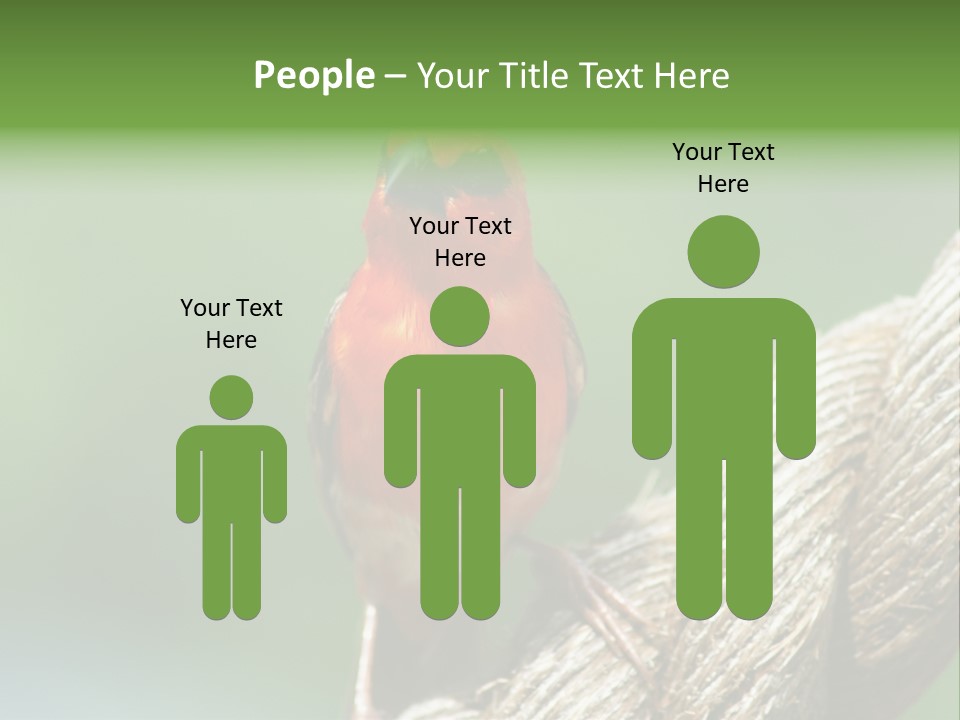 The Male Red Cardinal Or Madagascar Fody (Foudia Madagascariensis), Pictured In The Seychelles Where It Is Common. PowerPoint Template