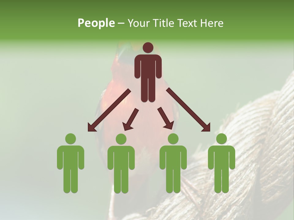 The Male Red Cardinal Or Madagascar Fody (Foudia Madagascariensis), Pictured In The Seychelles Where It Is Common. PowerPoint Template