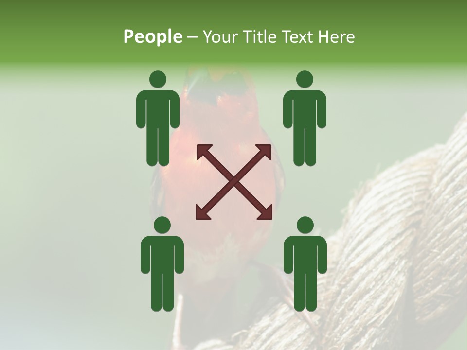 The Male Red Cardinal Or Madagascar Fody (Foudia Madagascariensis), Pictured In The Seychelles Where It Is Common. PowerPoint Template