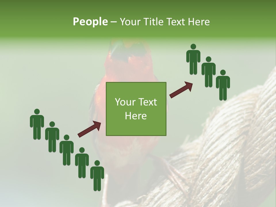 The Male Red Cardinal Or Madagascar Fody (Foudia Madagascariensis), Pictured In The Seychelles Where It Is Common. PowerPoint Template