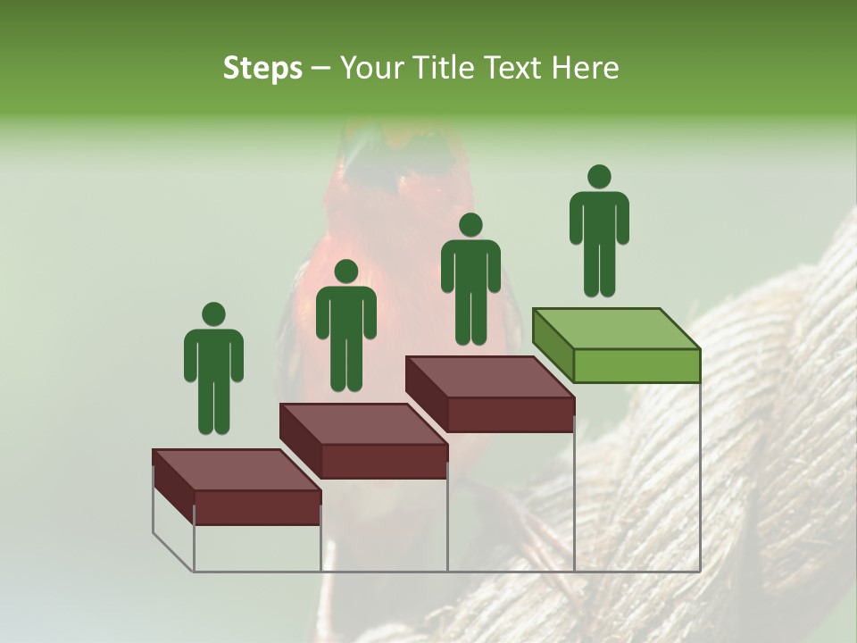 The Male Red Cardinal Or Madagascar Fody (Foudia Madagascariensis), Pictured In The Seychelles Where It Is Common. PowerPoint Template