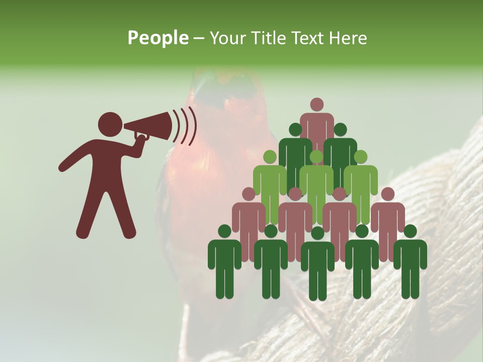 The Male Red Cardinal Or Madagascar Fody (Foudia Madagascariensis), Pictured In The Seychelles Where It Is Common. PowerPoint Template