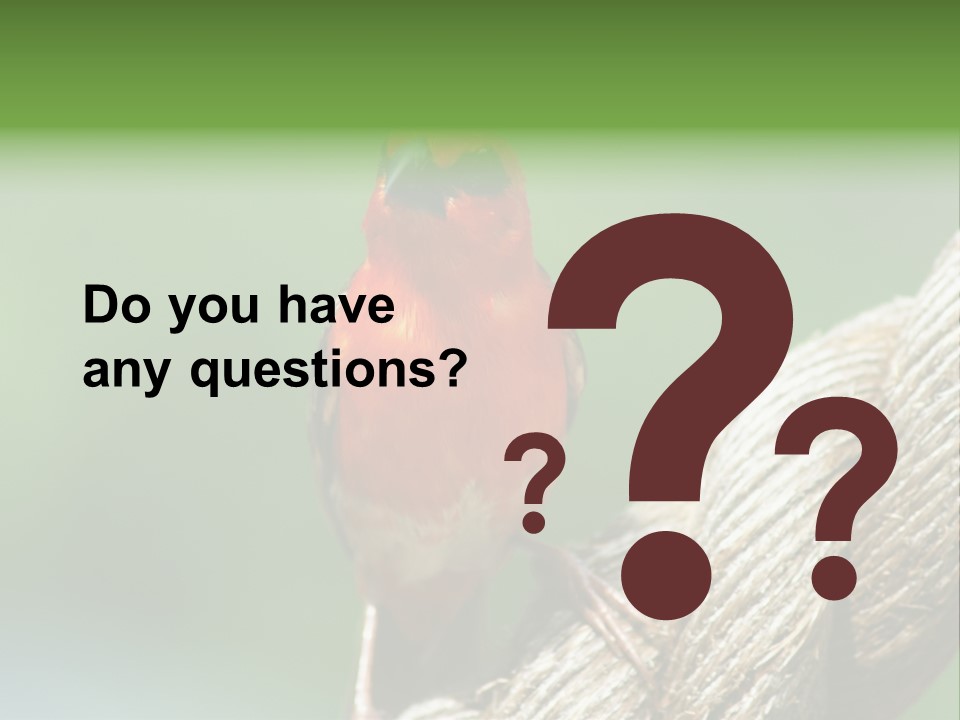 The Male Red Cardinal Or Madagascar Fody (Foudia Madagascariensis), Pictured In The Seychelles Where It Is Common. PowerPoint Template