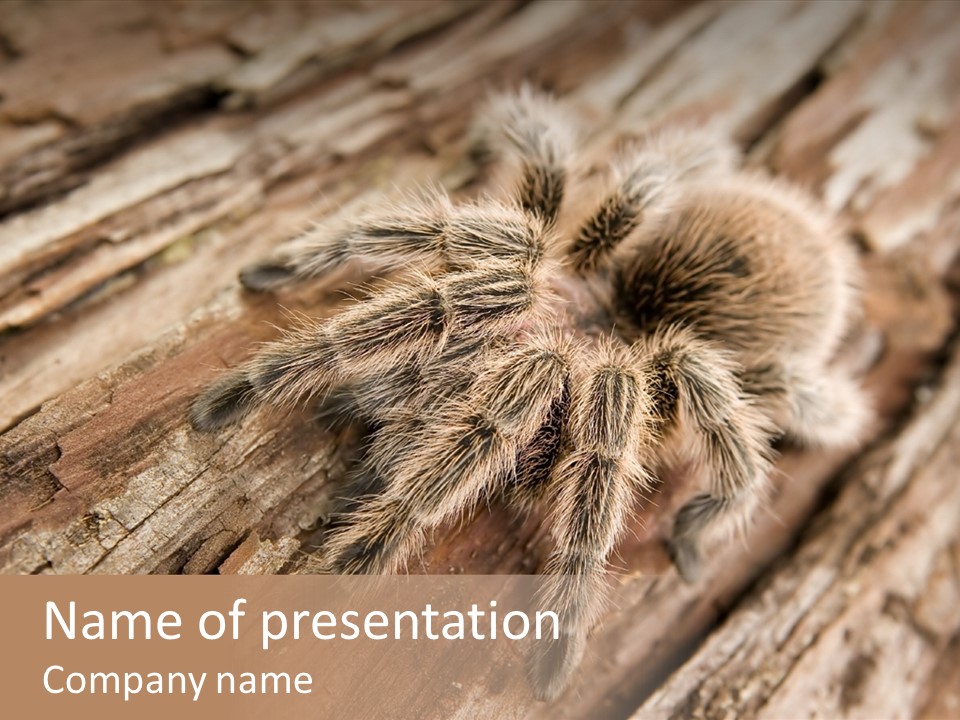 Close Up View Of A Chilean Rose Tarantula - Grammostola Rosea PowerPoint Template