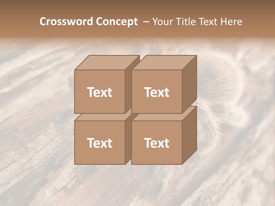 Close Up View Of A Chilean Rose Tarantula - Grammostola Rosea PowerPoint Template