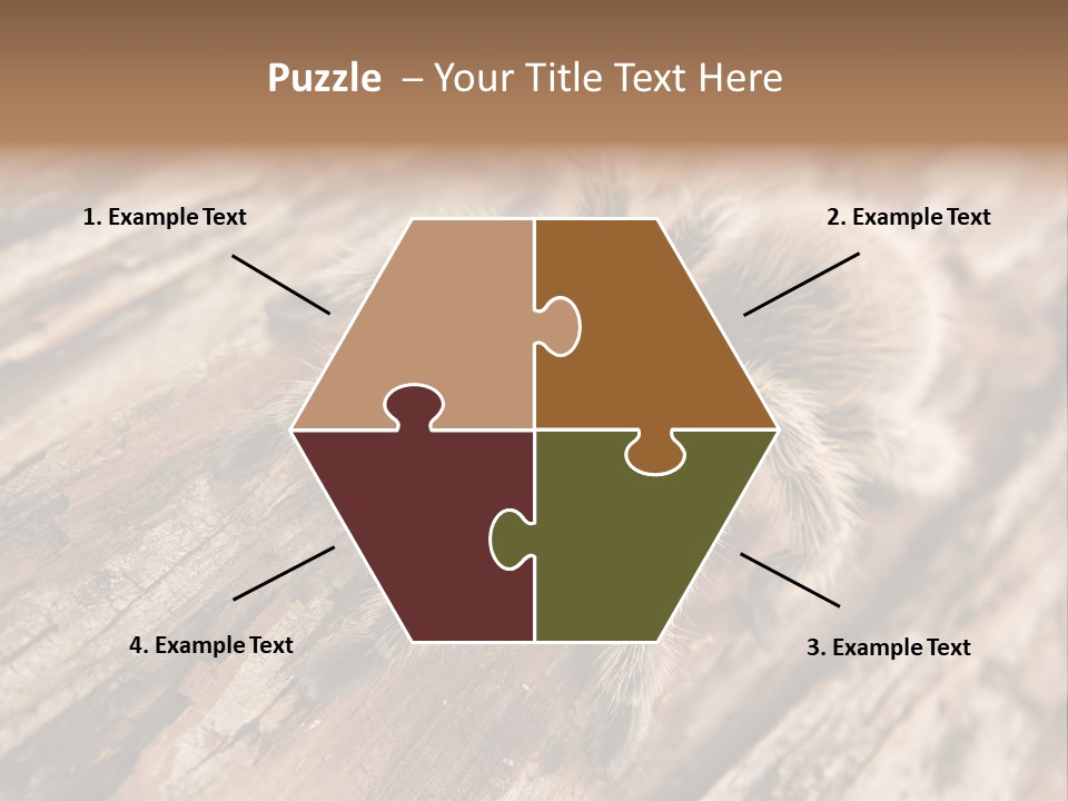 Close Up View Of A Chilean Rose Tarantula - Grammostola Rosea PowerPoint Template