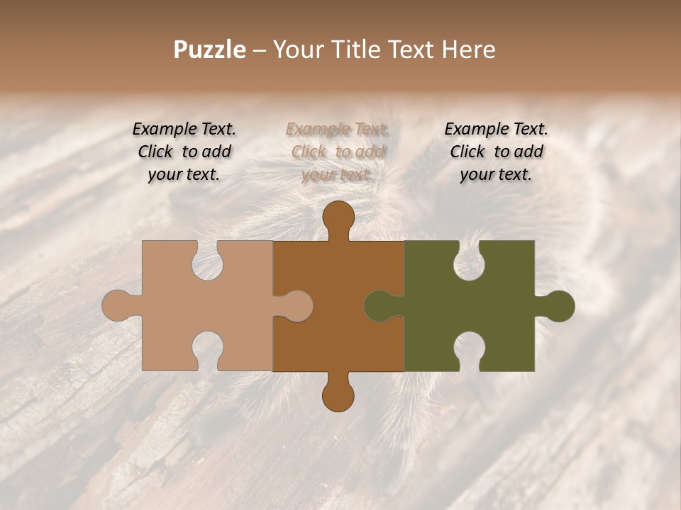 Close Up View Of A Chilean Rose Tarantula - Grammostola Rosea PowerPoint Template