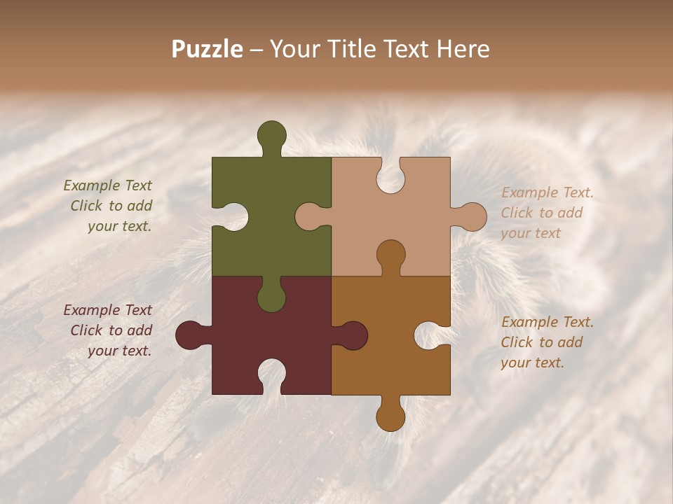 Close Up View Of A Chilean Rose Tarantula - Grammostola Rosea PowerPoint Template