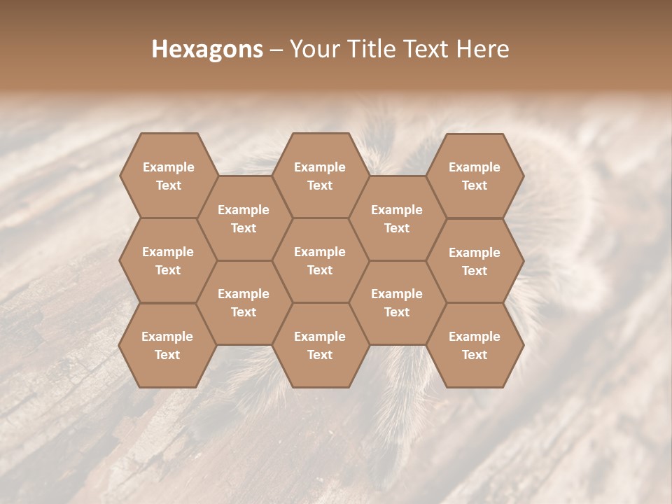 Close Up View Of A Chilean Rose Tarantula - Grammostola Rosea PowerPoint Template