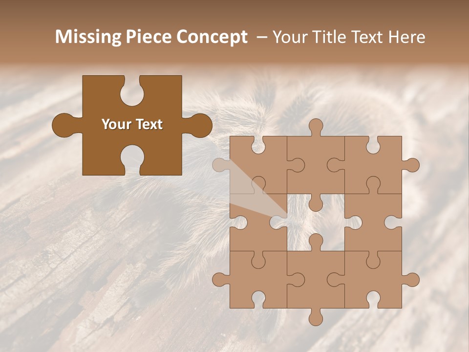 Close Up View Of A Chilean Rose Tarantula - Grammostola Rosea PowerPoint Template