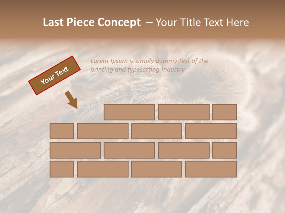 Close Up View Of A Chilean Rose Tarantula - Grammostola Rosea PowerPoint Template