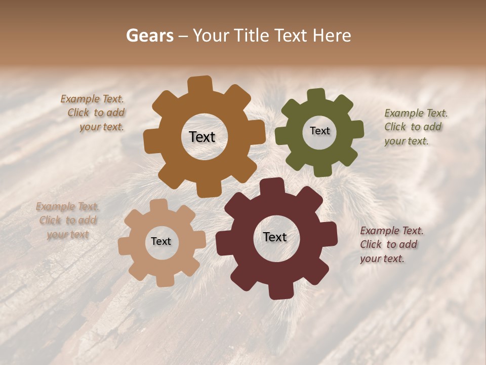 Close Up View Of A Chilean Rose Tarantula - Grammostola Rosea PowerPoint Template