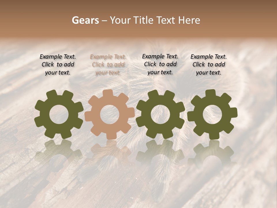 Close Up View Of A Chilean Rose Tarantula - Grammostola Rosea PowerPoint Template