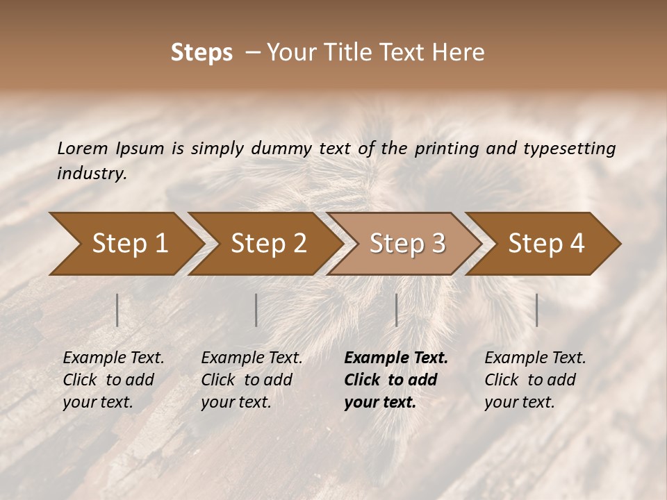 Close Up View Of A Chilean Rose Tarantula - Grammostola Rosea PowerPoint Template