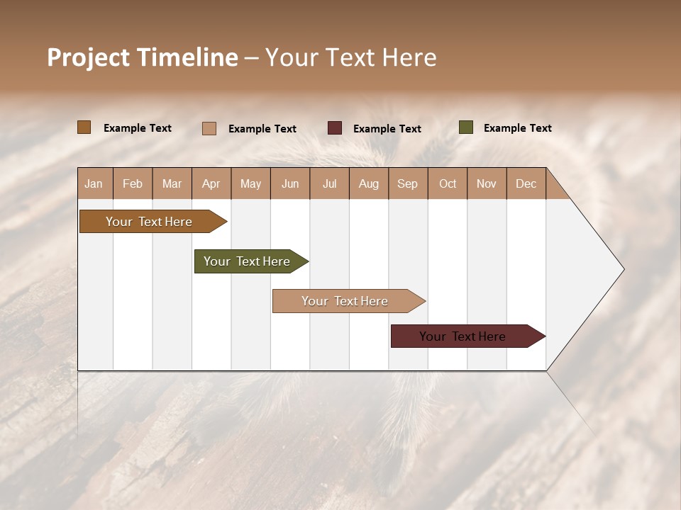 Close Up View Of A Chilean Rose Tarantula - Grammostola Rosea PowerPoint Template