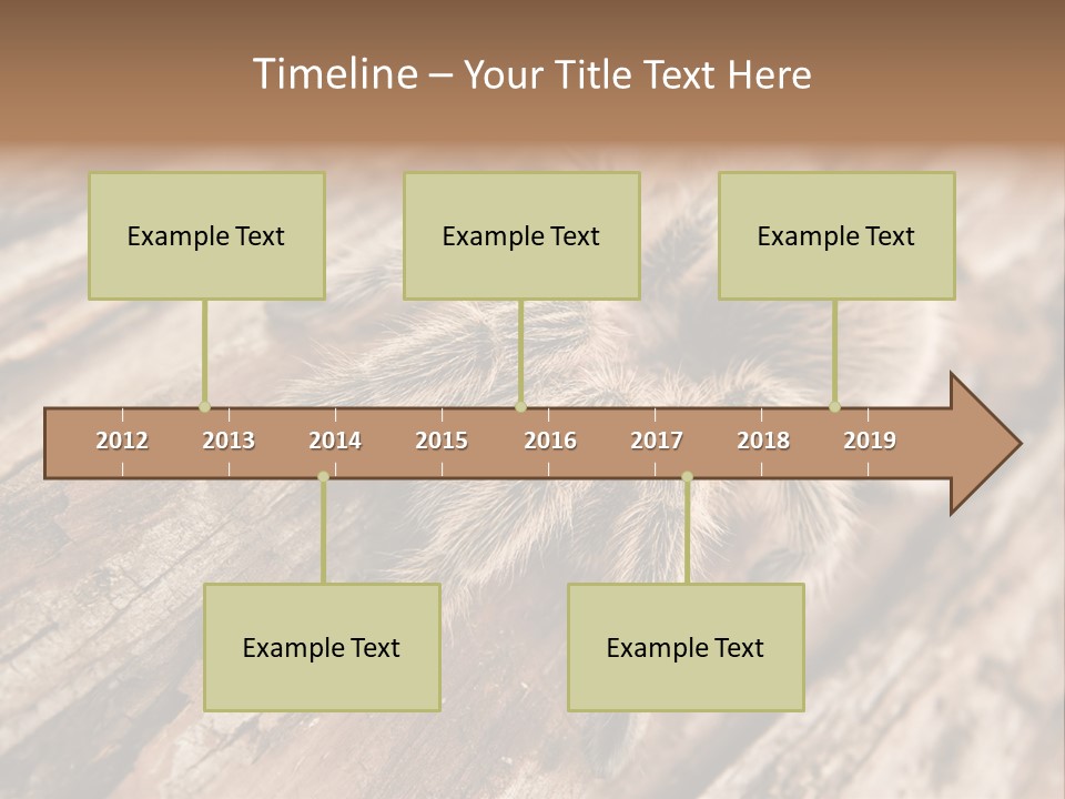 Close Up View Of A Chilean Rose Tarantula - Grammostola Rosea PowerPoint Template